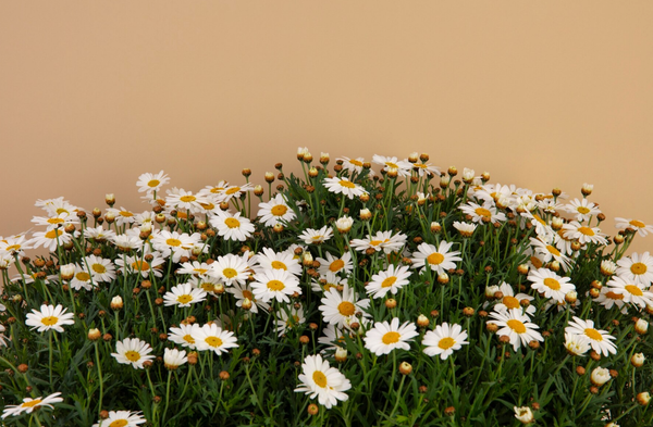 loài hoa tượng trưng cho tình bạn - hoa cúc daisy