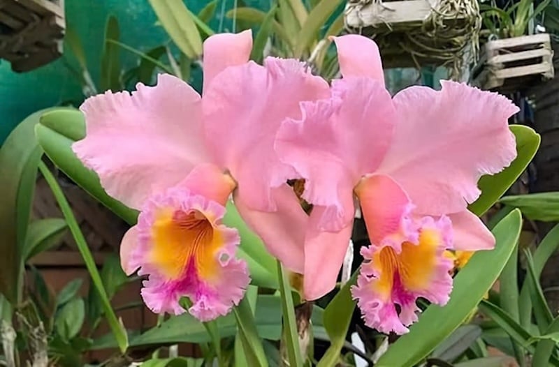 Lan Cattleya hay còn gọi là cát lan