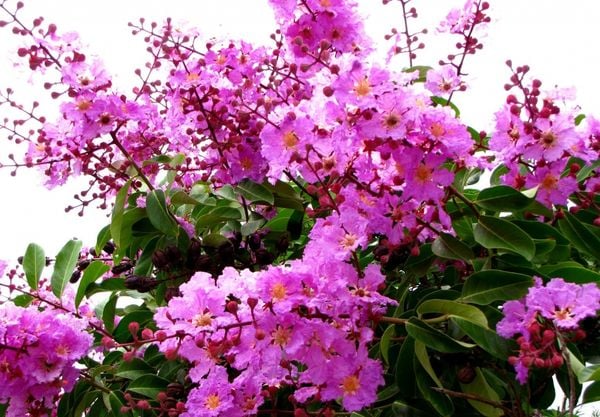 Ngắm nhìn hình ảnh hoa bằng lăng tím và bầu trời trong xanh giúp thư giãn tinh thần