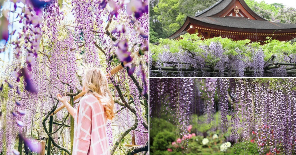 Tử đằng (Wisteria) — Wisteria floribunda