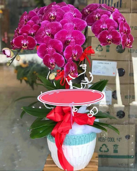 Lan Hồ Điệp: Chậu Hoa Lan Hồ Điệp Phát Lộc​​​​​​​ - LHĐ46