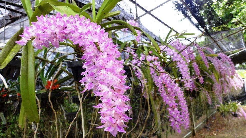 Đặc điểm hình thái chi tiết của thân, lá, rễ, hoa lan Đuôi Cáo