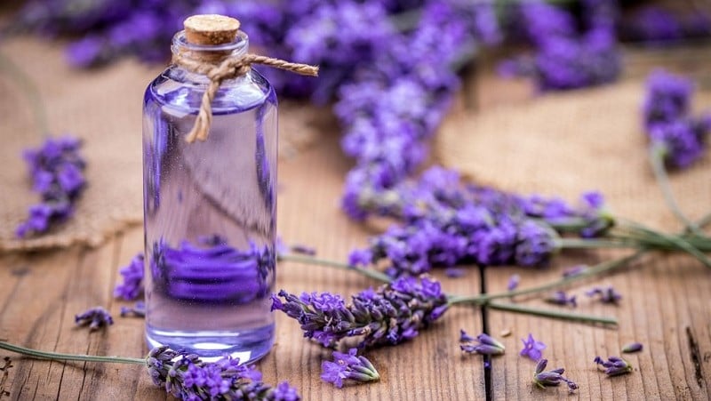 Tinh dầu hoa oải hương giúp thư giãn