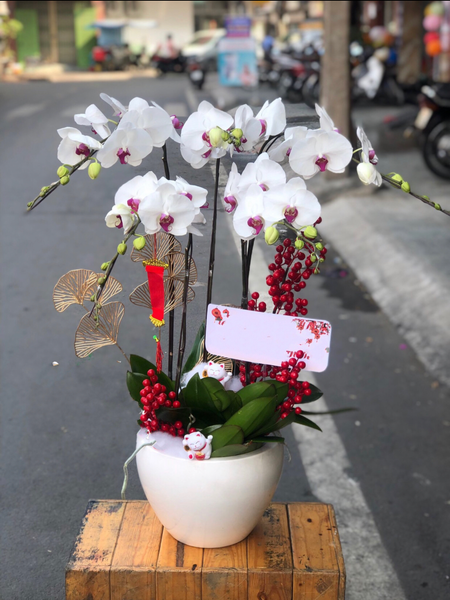 Lan Hồ Điệp: Chậu Hoa Lan Hồ Điệp Thịnh Vượng - LHĐ80