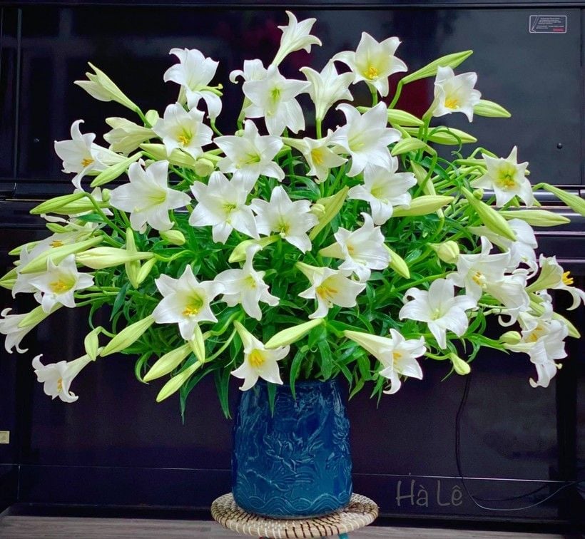 Ý Nghĩa Hoa Loa Kèn (Hoa Huệ Tây) Theo Từng Màu Sắc