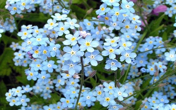 Hoa lưu ly còn gọi là hoa Forget me not