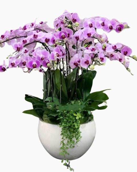  Chậu Hoa Lan Hồ Điệp Phát Tài - LHĐ57 