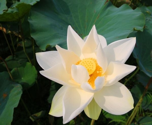 Biểu tượng tháng sinh cho tháng 6: Hoa sen