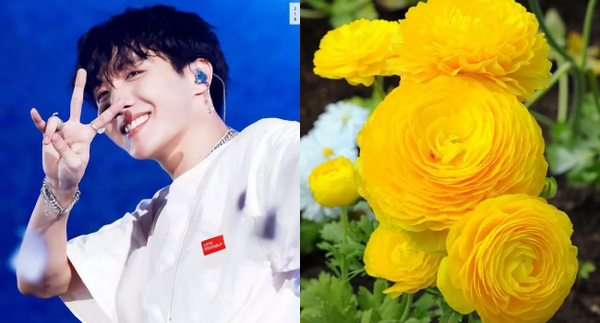 Hoa tháng sinh của J-Hope là Buttercup - hoa mao lương vàng