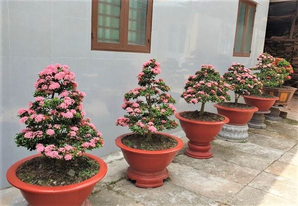 Những chậu hoa trang được trồng tại nhà để tô điểm tổ ấm