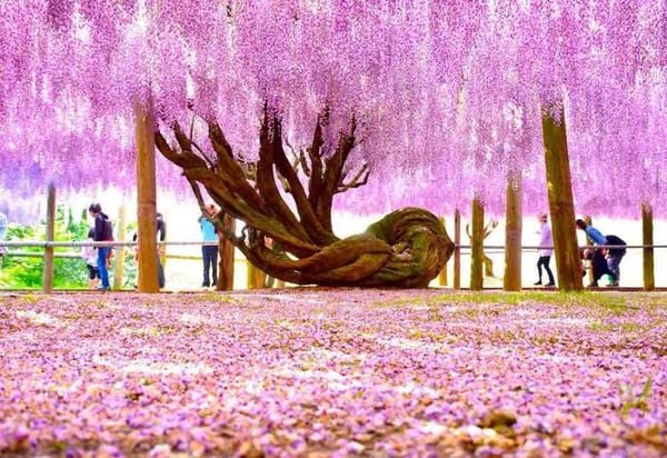 Vẻ đẹp lãng mạn của hoa tử đằng