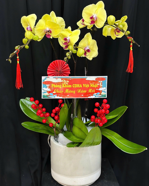  Chậu Lan Hồ Điệp Vượng Khí - LHĐ182 