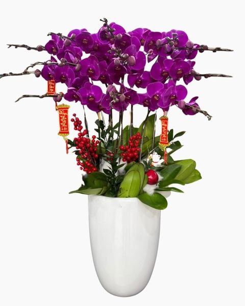 Lan Hồ Điệp: Chậu Hoa Lan Hồ Điệp Tím - LHĐ91