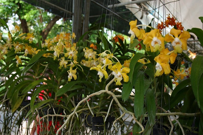 Hướng dẫn chi tiết cách trồng lan Vanda treo và cách trồng lan Vanda vào chậu