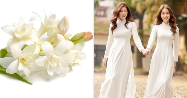 ý nghĩa hoa huệ như vẻ đẹp của người con gái dịu dàng