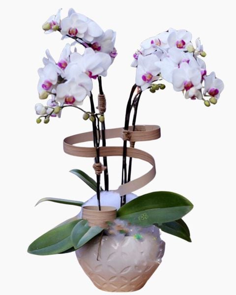 Lan Hồ Điệp: Chậu Lan Hồ Điệp Bé Xinh - LHĐ07