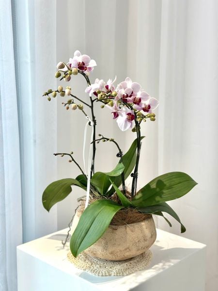 Lan Hồ Điệp: Chậu Lan Hồ Điệp Bạch Hồng Thanh An - LHD249