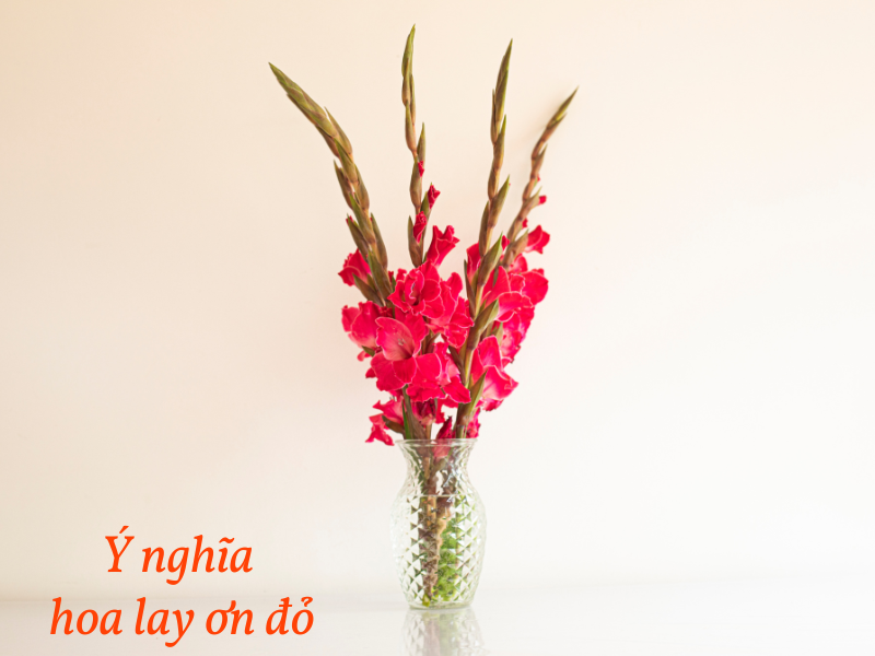 Hoa lay ơn đỏ: Ý nghĩa biểu tượng và cách hoa hoa đẹp chưng Tết