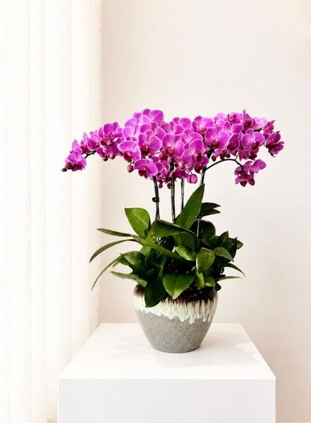 Lan Hồ Điệp: Chậu Lan Hồ Điệp Tử Vân Thịnh Vượng - LHD244
