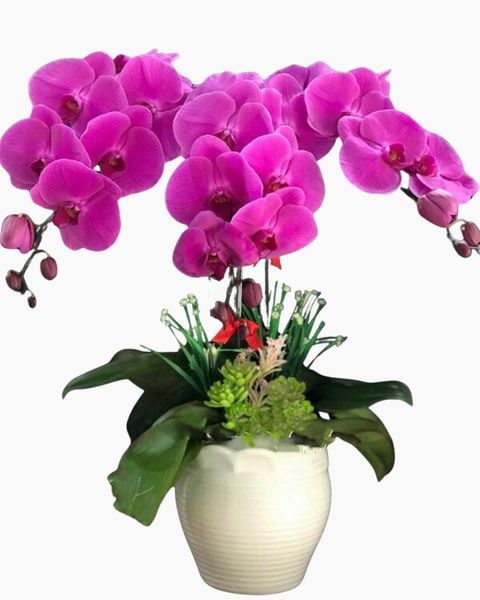 Lan Hồ Điệp: Chậu Hoa Lan Hồ Điệp Tím - LHĐ49
