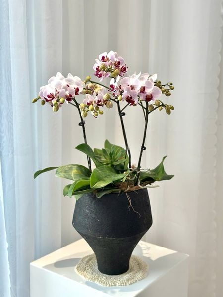 Lan Hồ Điệp: Chậu Lan Hồ Điệp Bạch Hồng Cát Tường - LHD250