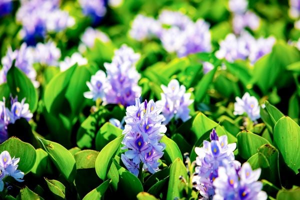Hoa lục bình mang ý nghĩa mạnh mẽ