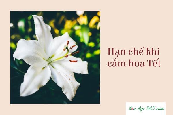 Bạn cũng nên lưu ý tránh những loài hoa khi bắt đầu cắm hoa Tết trang trí bên trên để hạn chế vận xui