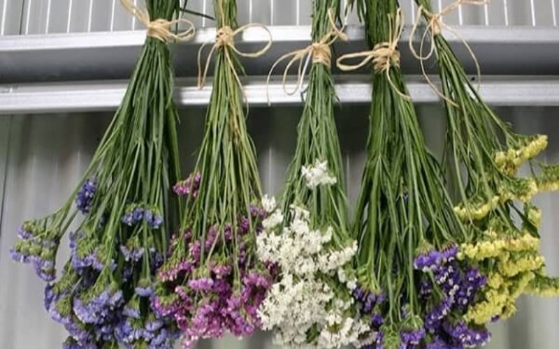 Hoa khô cần được bảo quản cẩn thận để tránh bị mốc