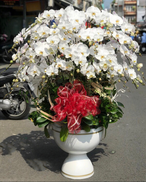 Lan Hồ Điệp: Chậu Hoa Lan Hồ Điệp Xoay Tròn​​​​​​​ - LHĐ72