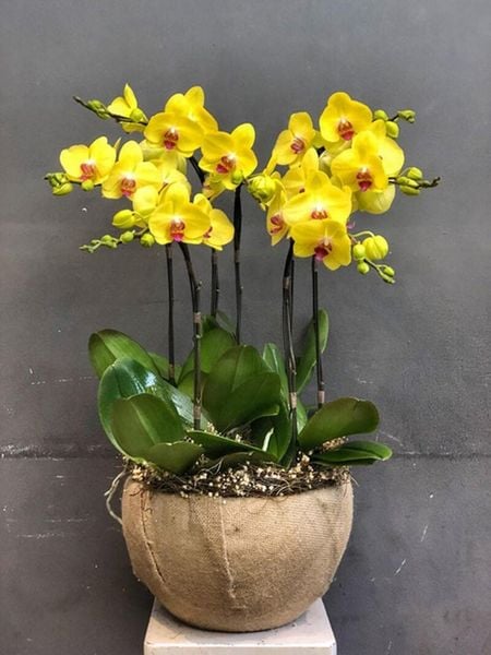 Lan hồ điệp màu vàng còn được nhiều người tin rằng mang yếu tố tâm linh đặc biệt