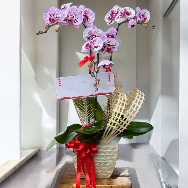 Lan Hồ Điệp: Chậu Hoa Lan Hồ Điệp 3 Cành Đột Biến - LHĐ109