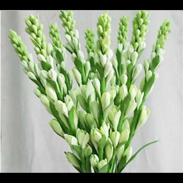 Hoa Cắt Cành: Hoa Huệ Trắng - Bó 10 Cành Hoa Tươi Cao Cấp