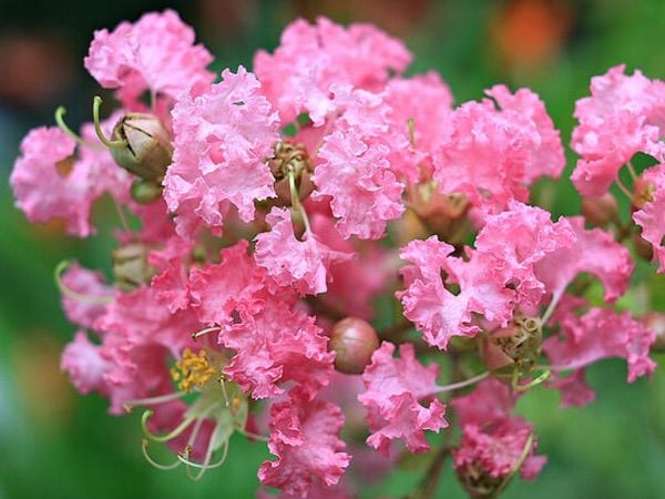 Cùng Flosa chiêm ngưỡng vẻ đẹp mong manh của đóa hoa tường vi.
