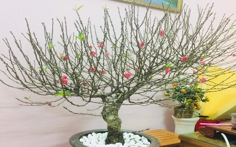 Chọn cây đào có thế đẹp