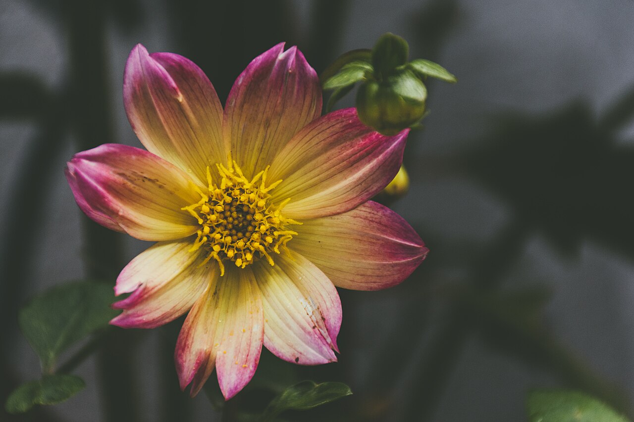 Giống hoa Dahlia mới LaBella Grande Chocolate Apricot nổi bật