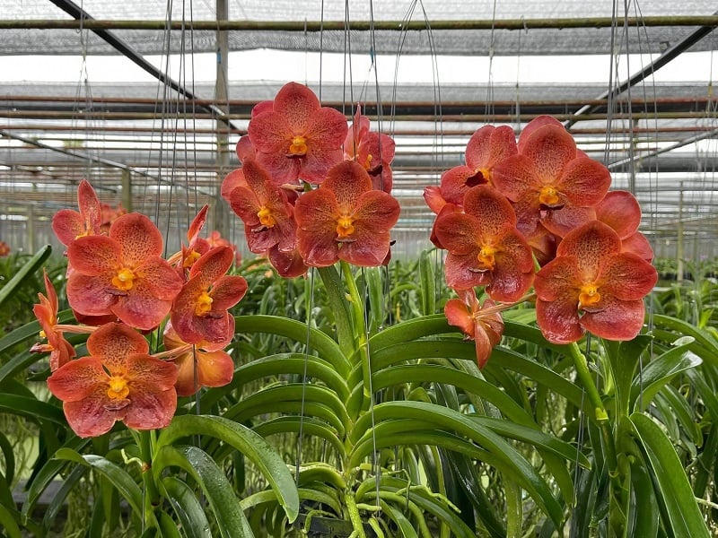 Điều kiện ánh sáng, nhiệt độ và độ ẩm lý tưởng cho sự phát triển của hoa lan Vanda