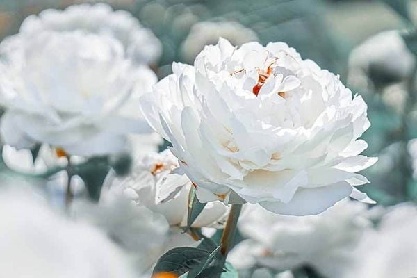 loài hoa tượng trưng cho sự bình yên