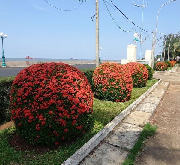 Cây hoa trang được trồng và đầu tư tạo hình nhằm mục đích trang trí tại những khuôn viên sân vườn rộng lớn.