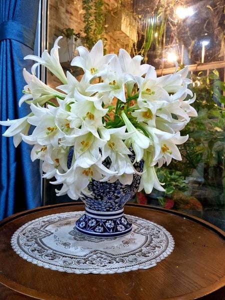 hoa loa kèn