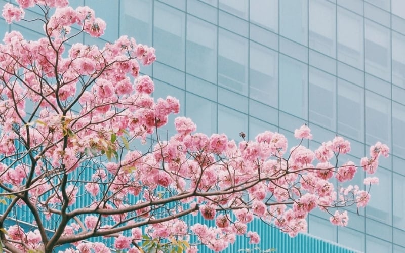 Cây hoa kèn hồng được trồng giúp tăng mỹ quan đô thị