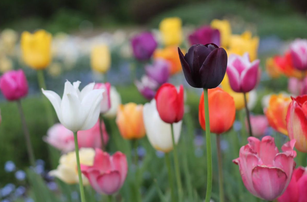 Hoa đẹp tulip cũng thường được bó lại và làm quà tặng người thân, bạn bè (Nguồn: Internet)