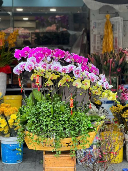 Chiếc Thuyền Lan Hồ Điệp - LHĐ107 