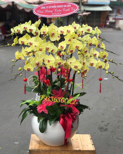  Chậu Lan Hồ Điệp Xuân Vượng - LHĐ158 