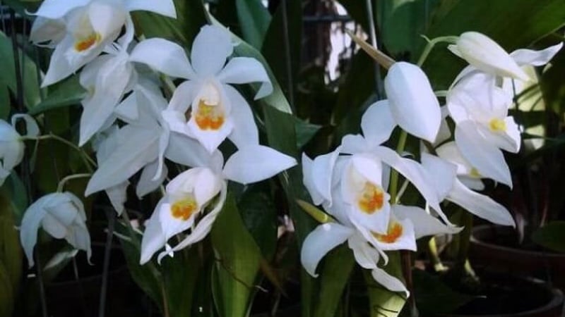 Mặt hoa Lan thanh đạm
