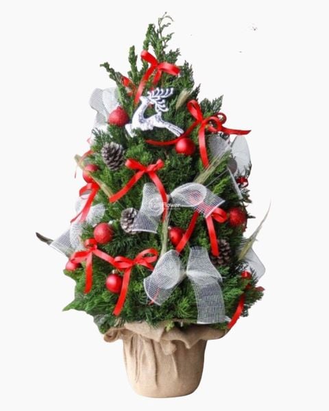 Hoa Giáng Sinh: Cây Thông Noel Jingle Bell Pine - HGS11 - Giáng Sinh Ấm Áp