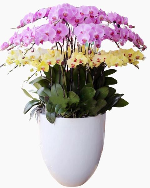 Lan Hồ Điệp: Chậu Hoa Lan Hồ Điệp Sang Trọng - LHĐ63