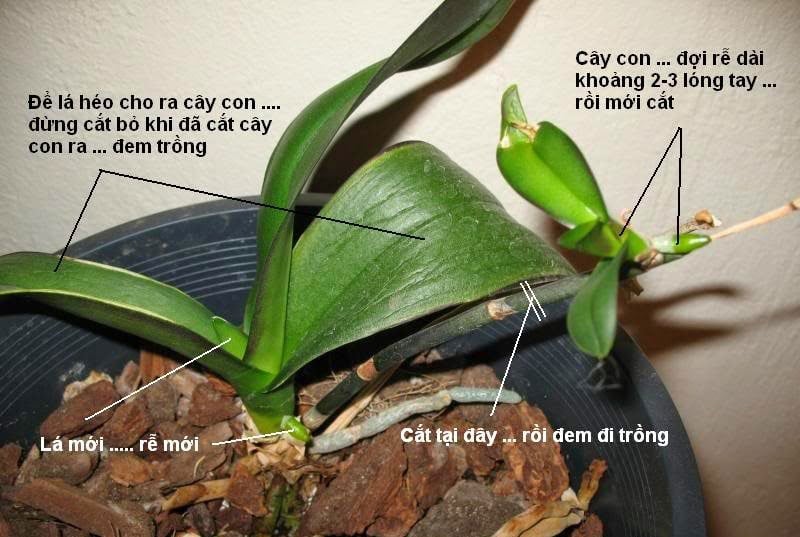 Cách sử dụng thuốc kích keiki để nhân giống lan hồ điệp.