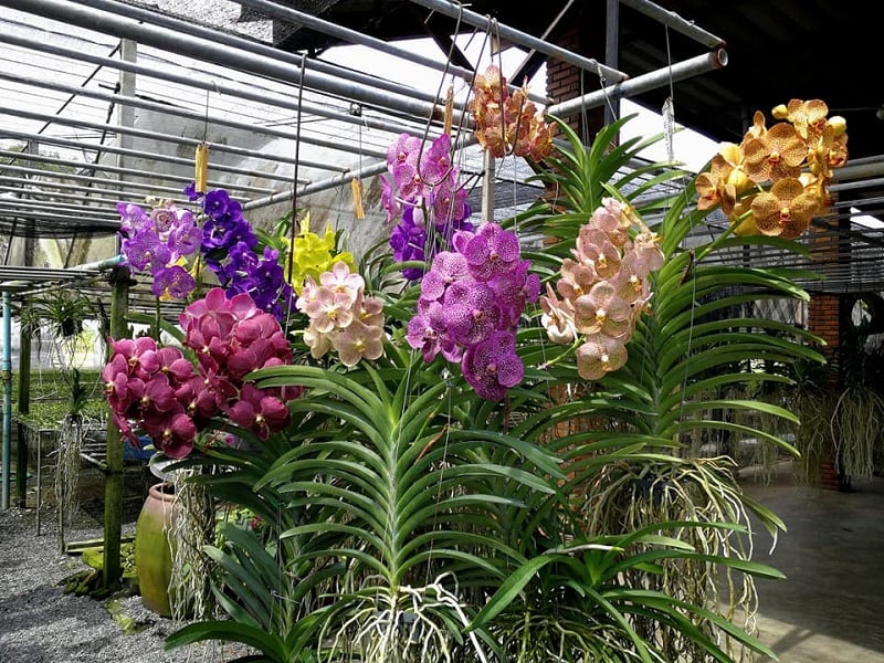 Đặc điểm hình thái nổi bật của hoa lan Vanda từ thân, lá, rễ đến hoa