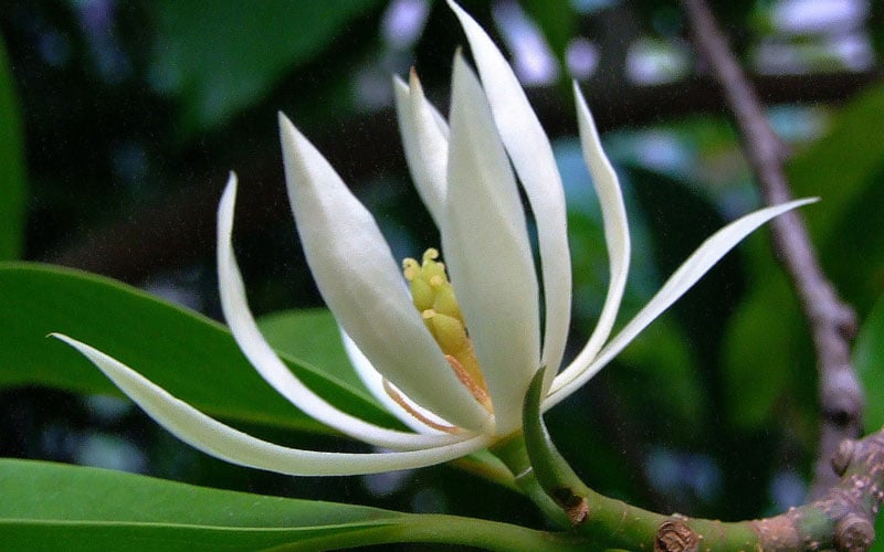 Hình ảnh cây hoa ngọc lan trắng với những bông hoa thơm ngát đặc trưng