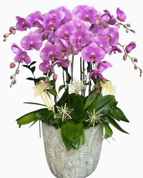  Chậu Lan Hồ Điệp Viên Mãn - LHĐ194 